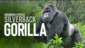 5starstudio-portfolio-SilverBack-Gorilla