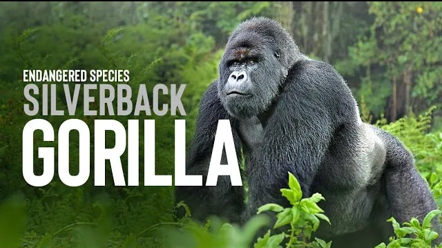 5starstudio-portfolio-SilverBack-Gorilla